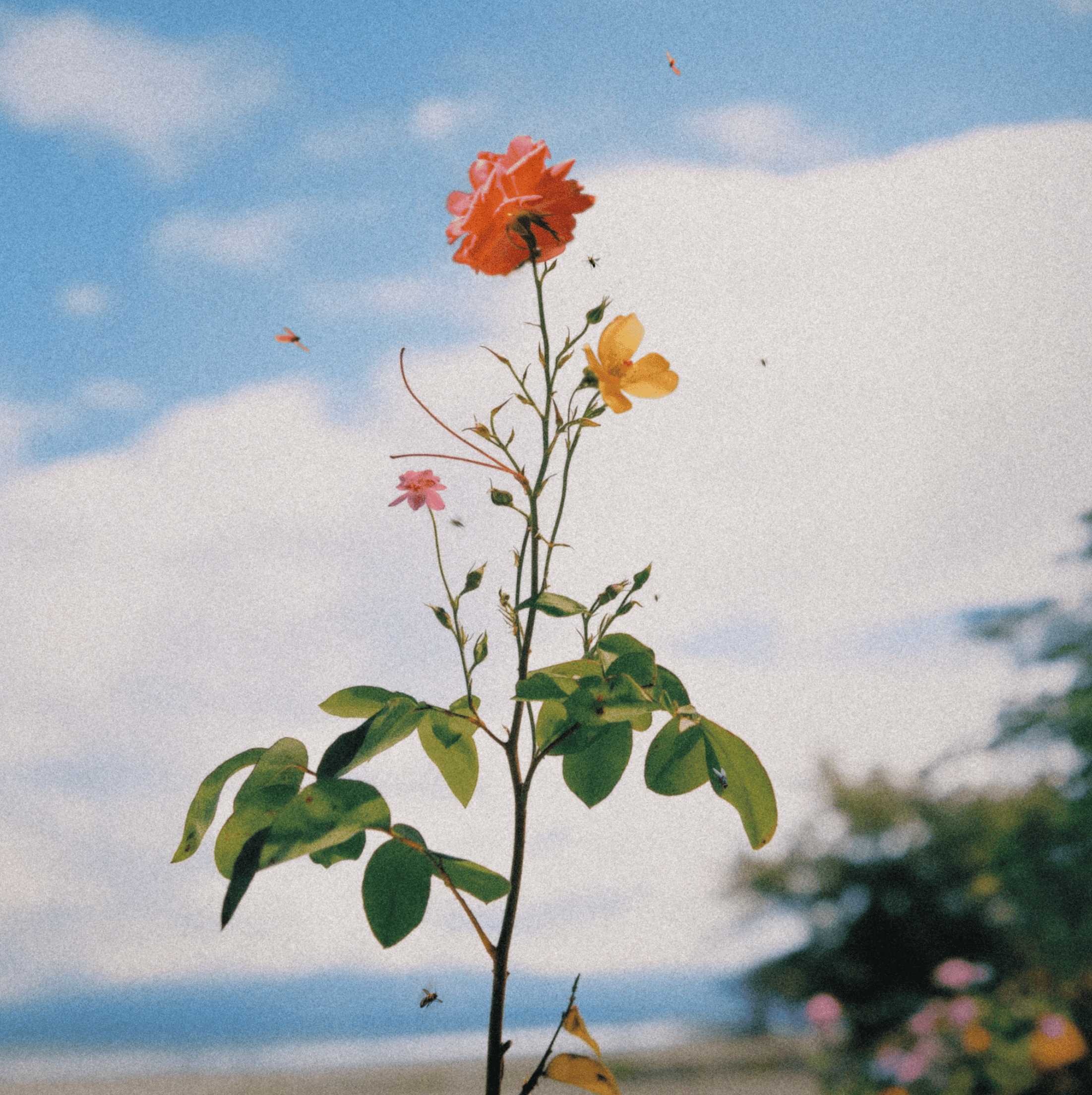 Flor Paraíso 02 — view 2