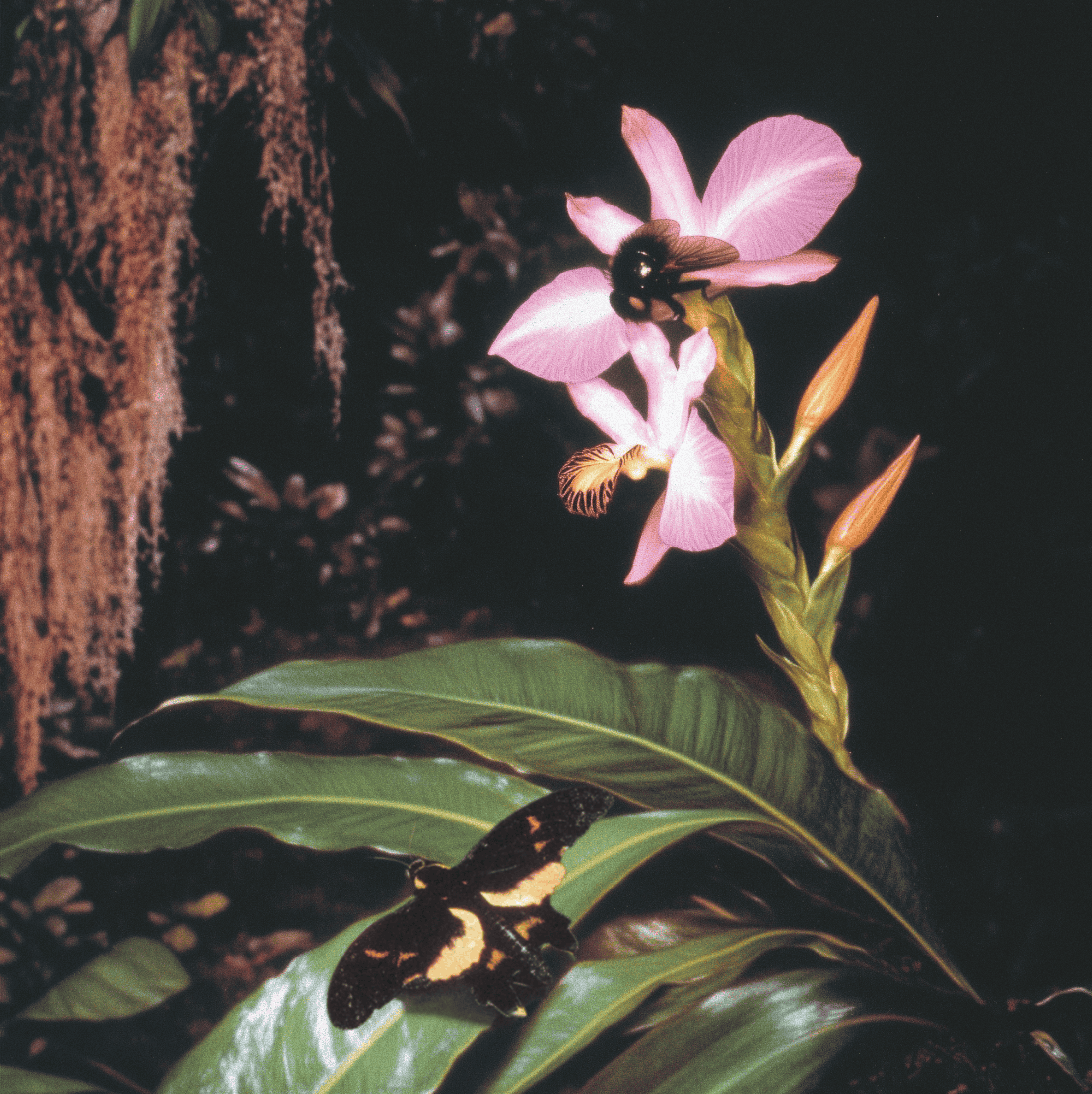 Flor Paraíso 03
