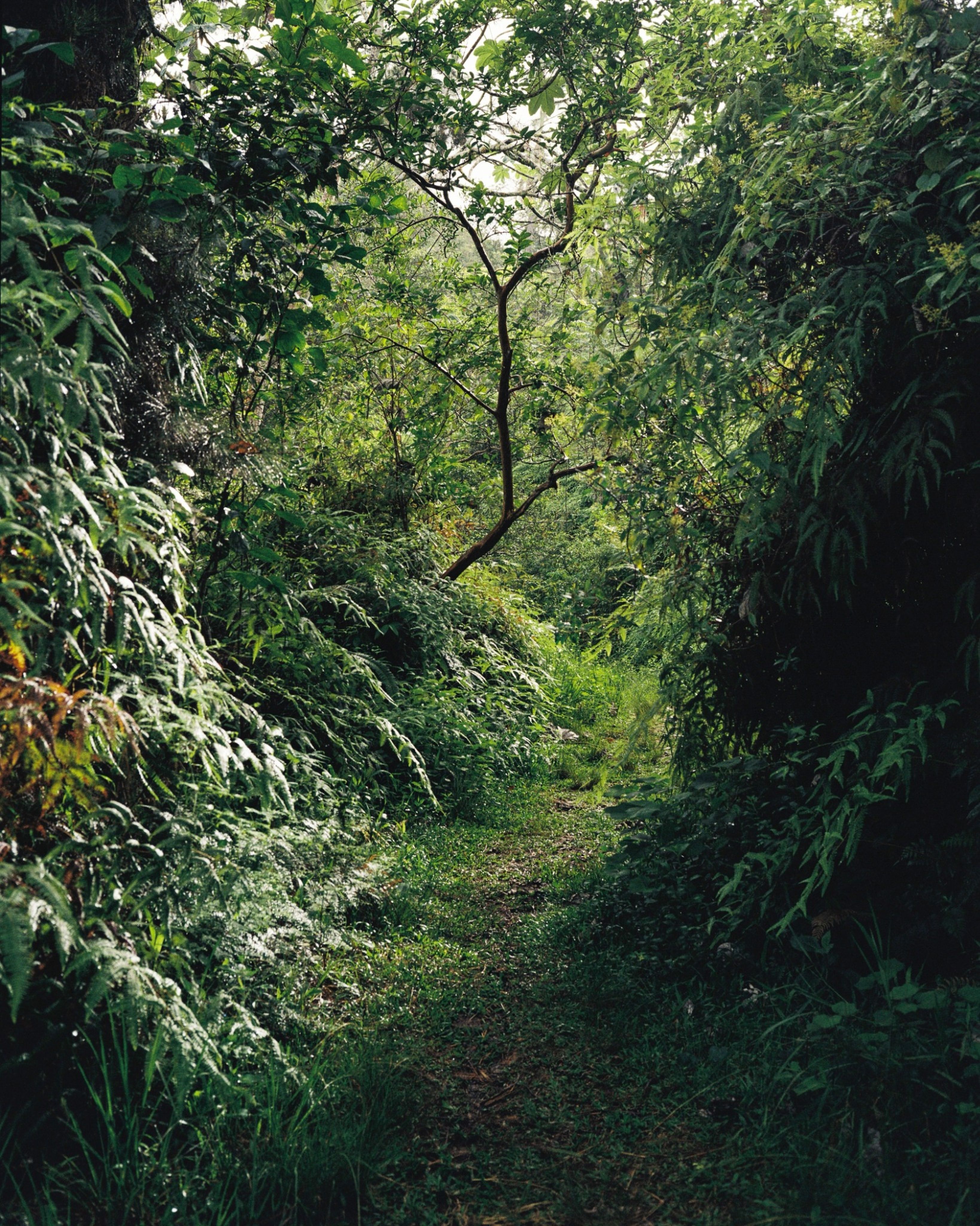 Ébano Verde