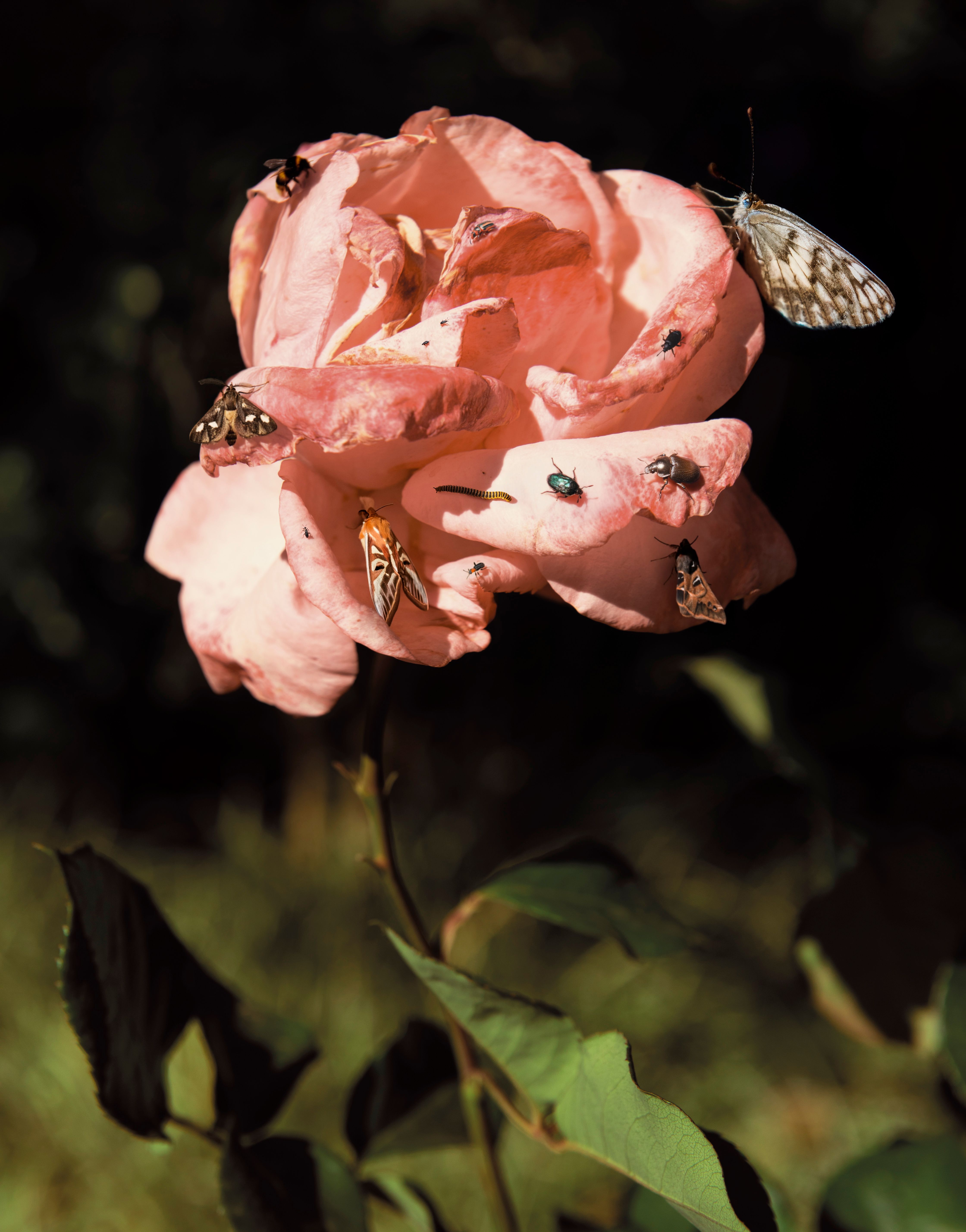 Flor Paraíso 03