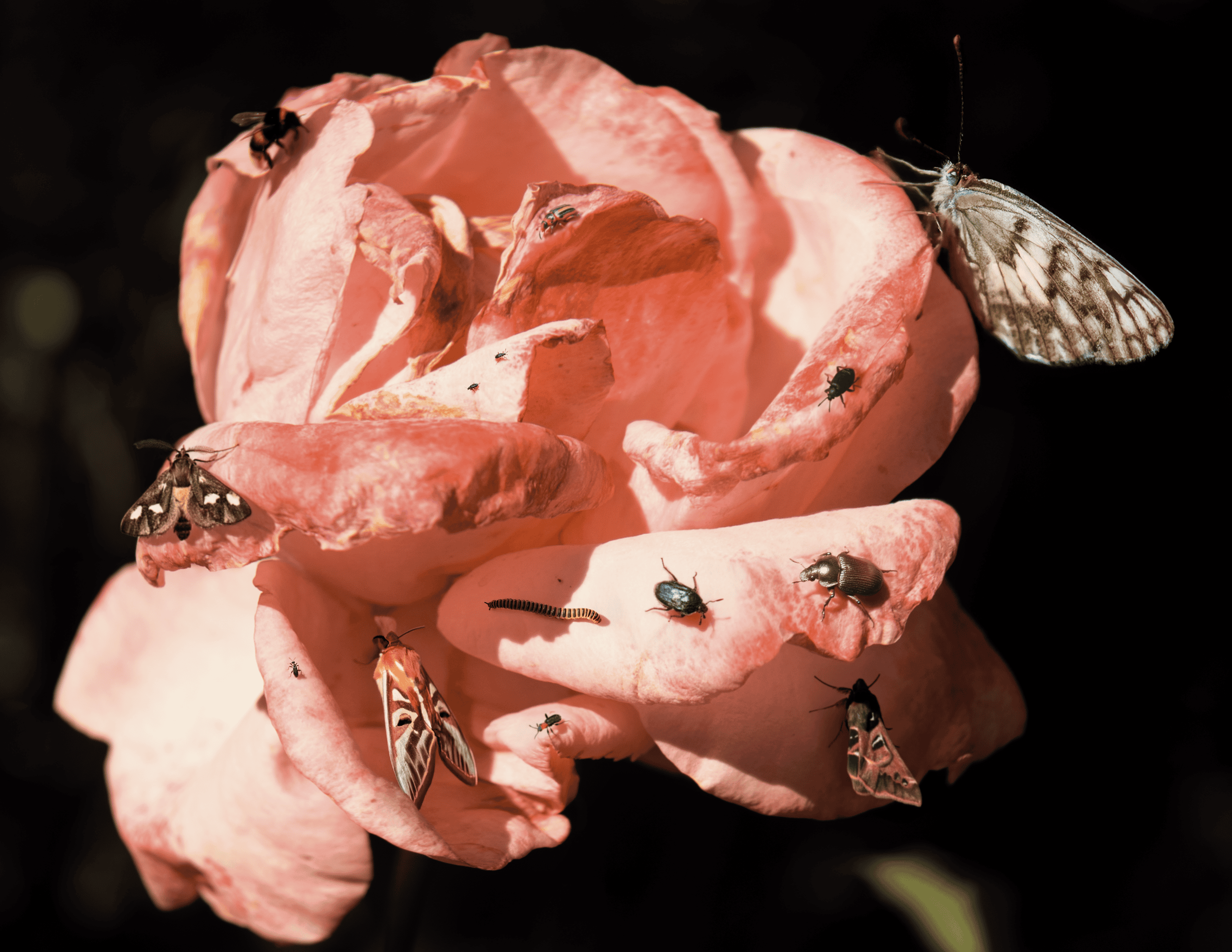 Flor Paraíso 03 — view 3