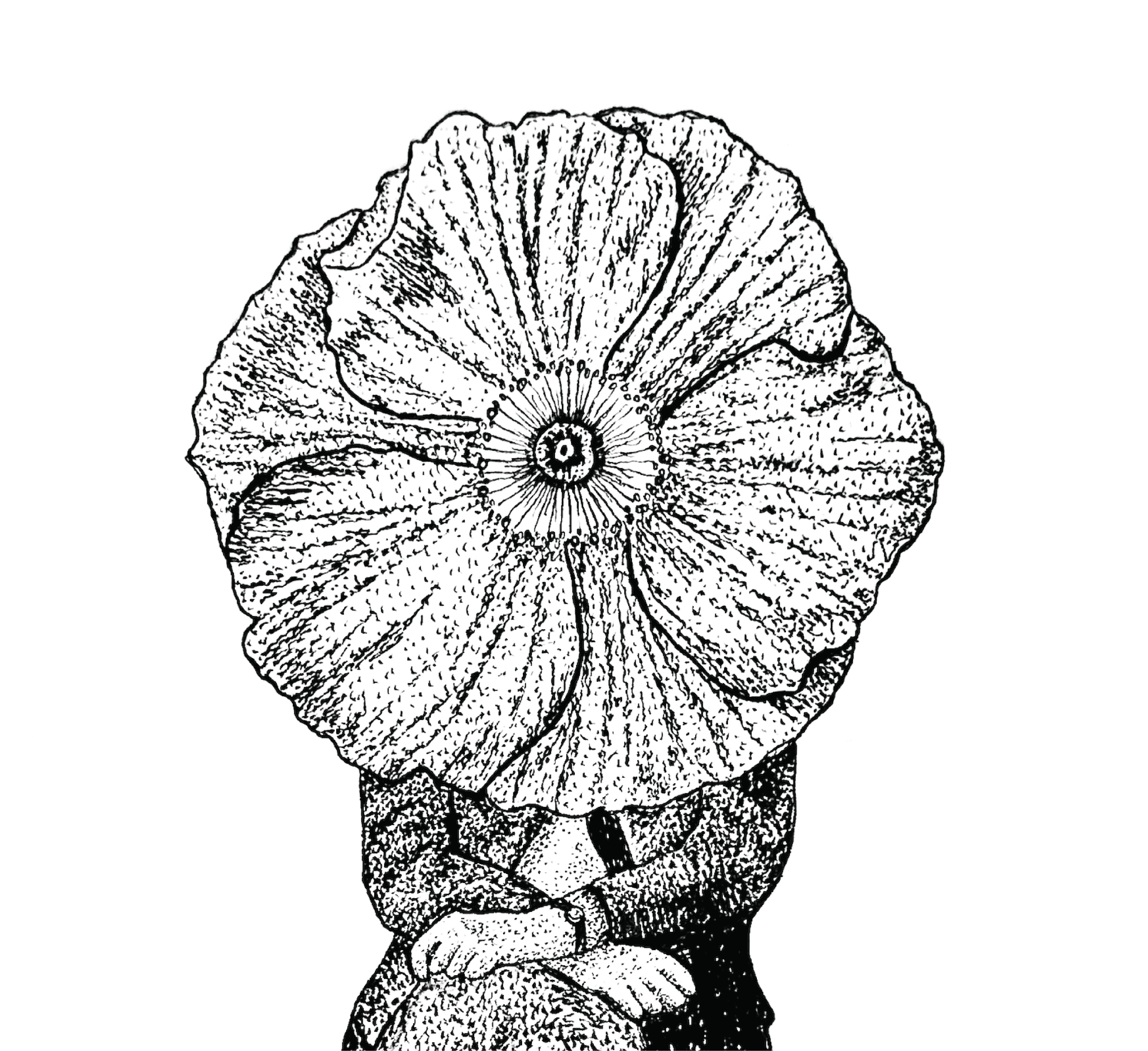 Walking Flowers Vol. 1 — view 2
