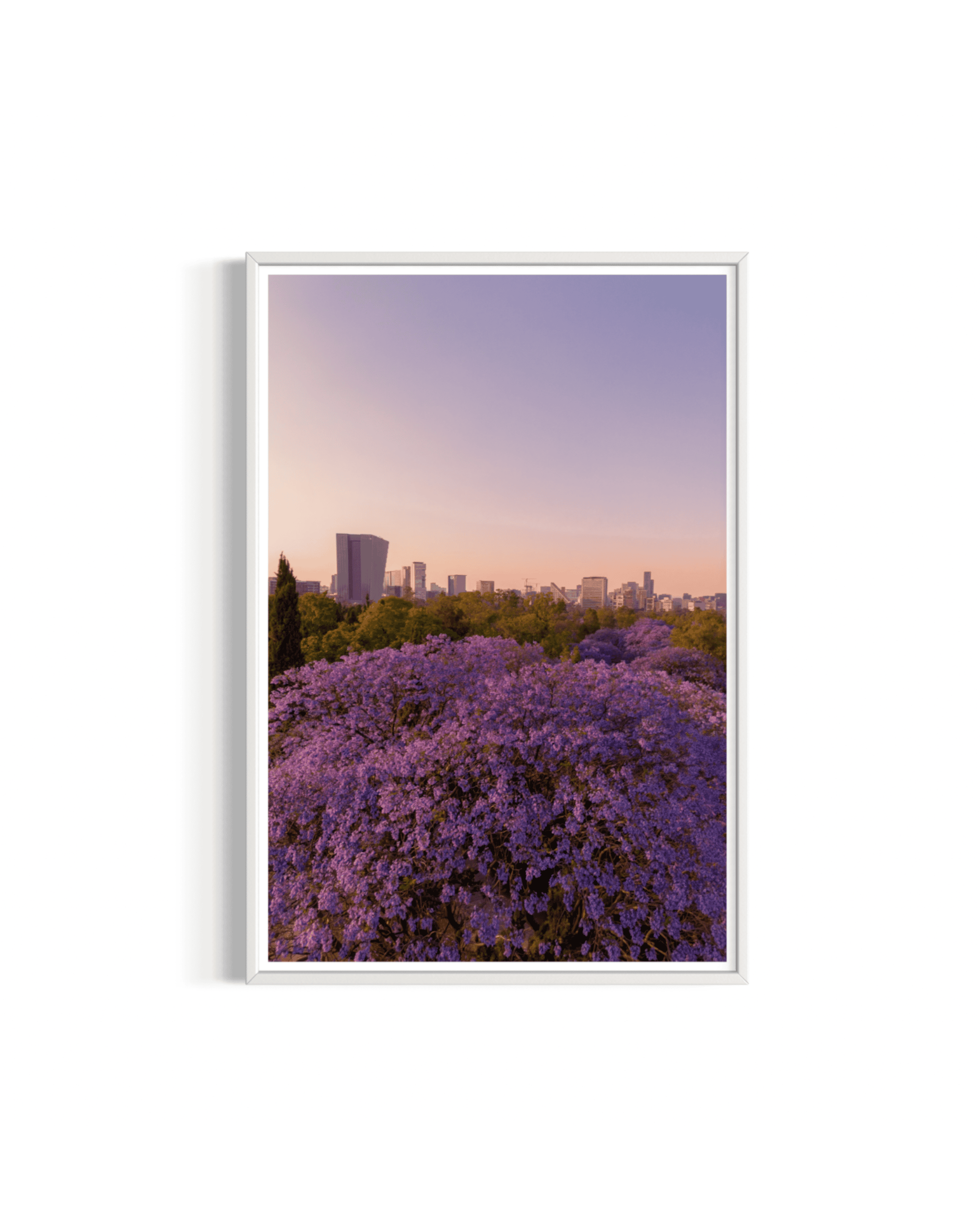 Jacarandas of Polanco