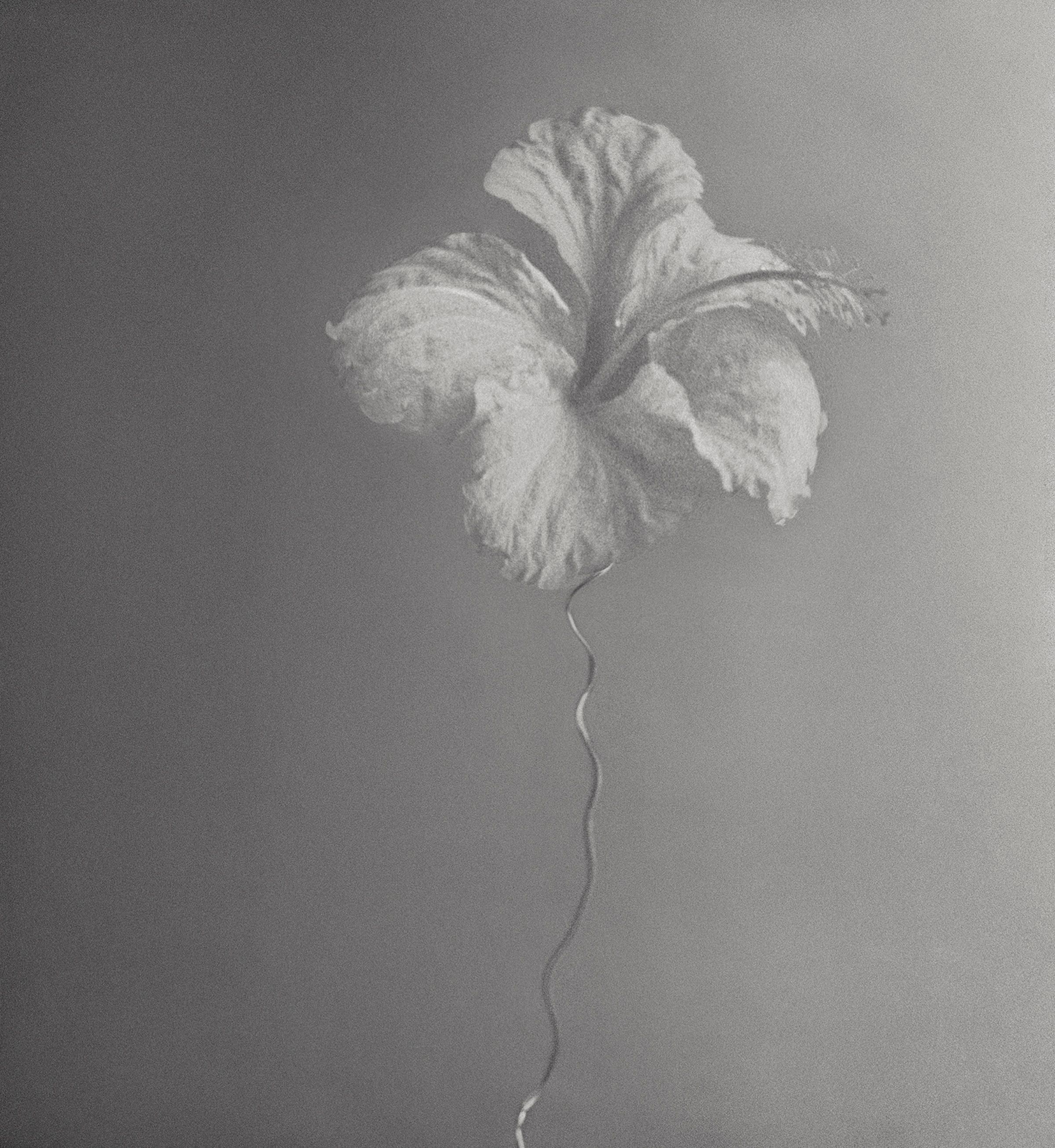 Flor Curva — view 2