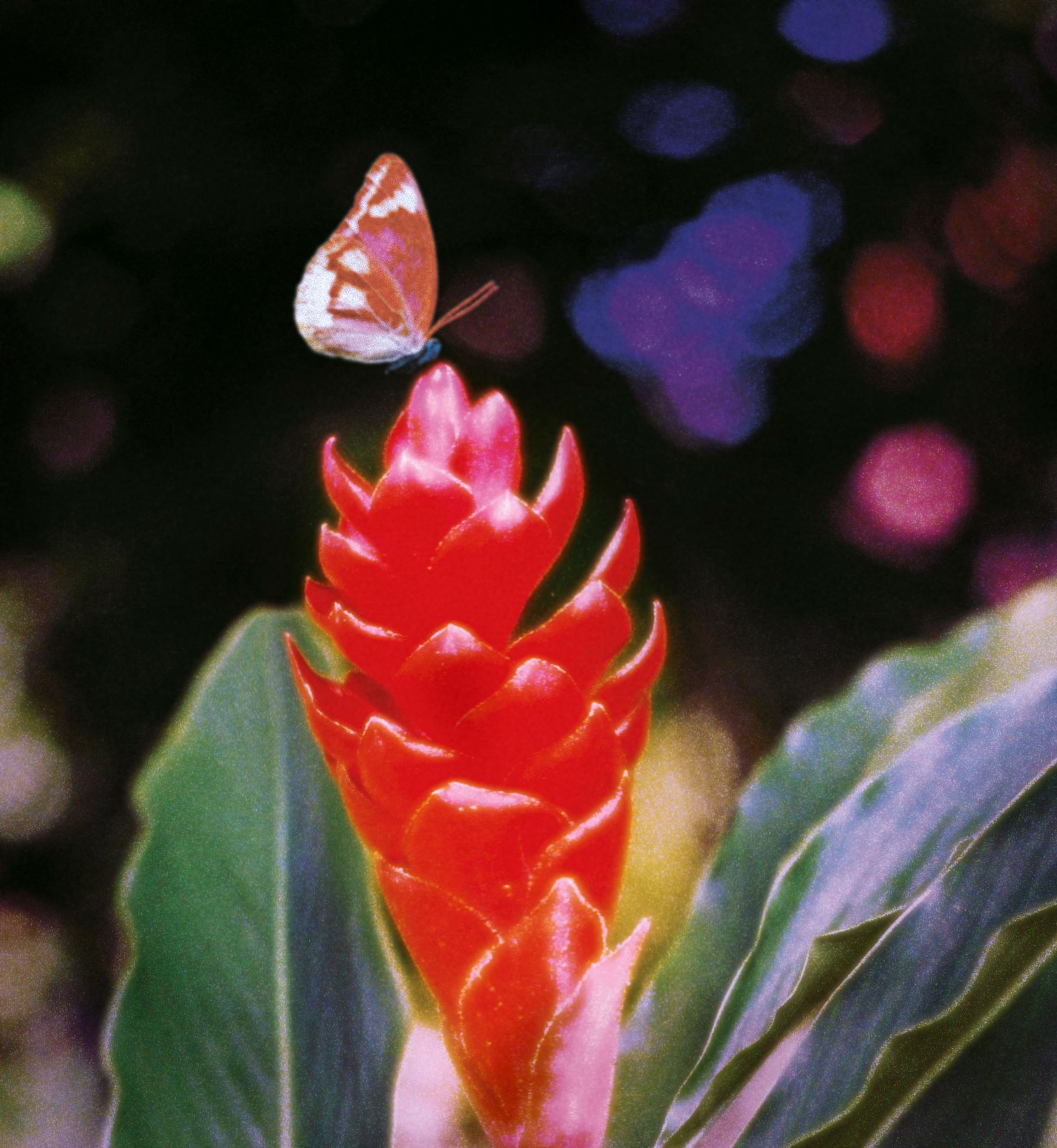 Flor Paraíso